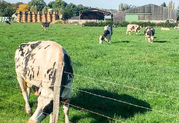 Valoriser l’herbe d’automne pour maîtriser ses charges en élevage laitier