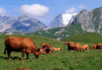 Bovins lait / vaches Tarentaises en alpage/ Elevage de montagne. Agriculture en zone difficile. pâturage en estive