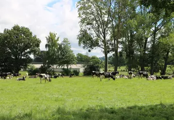 vaches laitières au pâturage dans une prairie en Pays de la Loire