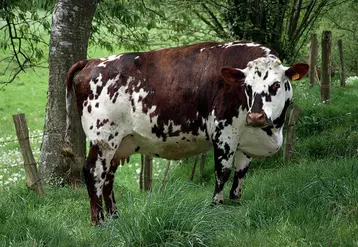 Une vache normande tarie au pâturage.