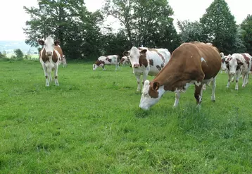 Elevage laitier dans le Doubs. Vaches montbéliardes au pâturage. Herbe. Troupeau de bovins lait.