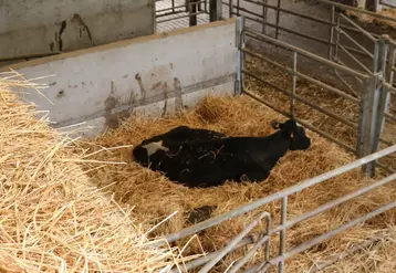 Vache en box d'isolement. Les dégâts causés par la MHE sont très variables d'un élevage à l'autre. 