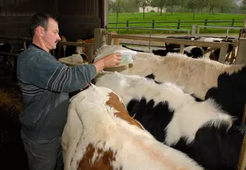Bovin lait / dÃ©sinsectisation de bovins en prÃ©vention de la fiÃ¨vre catarrhale / Ã©leveur en train d'Ã©pandre sur le dos des animaux, le produit dÃ©sinsectisant ...