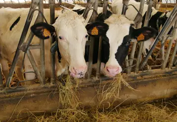 vaches laitières au cornadis
