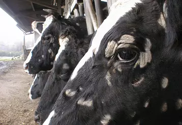 Teigne bovine sur des vaches laitières