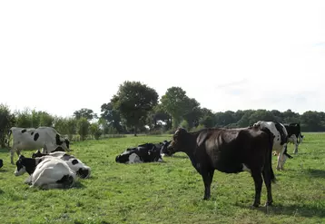 vaches laitières en agriculture biologique dans une prairie