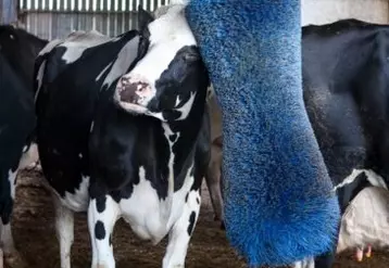 vache qui se gratte sur une brosse dans un bâtiment