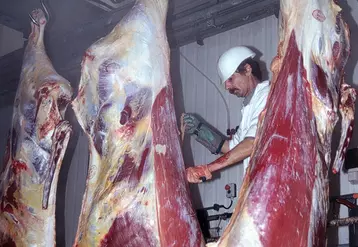 Bovins viande / abattoirs / chaîne d'abattage de vaches de réforme / carcasses