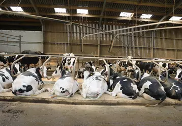 Vaches prim'Holstein en logettes