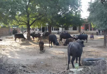 Elevage bovin indien. Bufflonnes sur une exploitation indienne. bovins viande au pâturage.