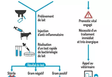 Mammite : les cinq étapes à suivre face à une mammite clinique