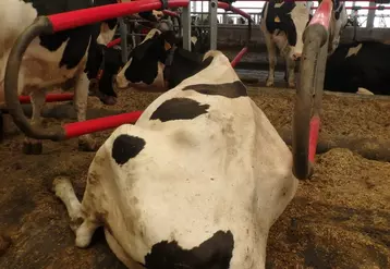 vache laitière sur un matelas à eau