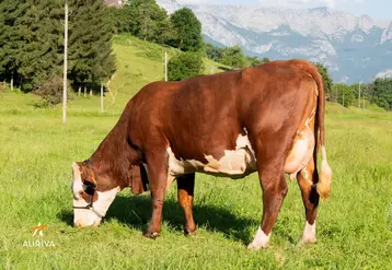 Une vache abondance. Seattle, une fille de Oeillet 