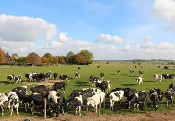 Vaches au pâturage Nord de la France