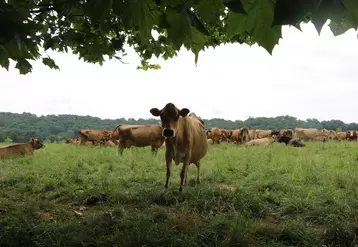 jersiaise au pré dans le Gers