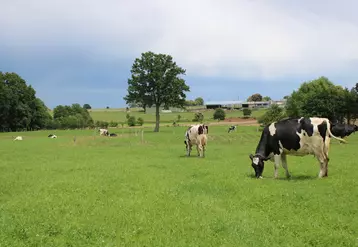 vaches laitières au pâturage exploitation de Florian Salmon en Ille-et-Vilaine