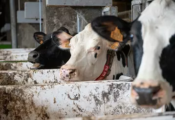 Vaches en stabulation libre avec acces a des mangeoires individuelles permettant de controler leur alimentation.