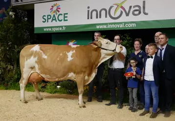 Précieuse, grande championne et de meilleure mamelle Simmental au Space 2024 venant du Gaec Breizh Simm dans le Morbihan.