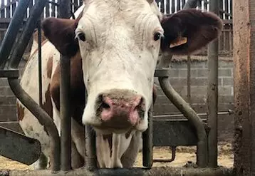 vaches nez rouge FCO
