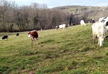 <em class="placeholder">vaches qui pâturent en hiver dans la Loire</em>