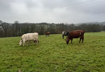 <em class="placeholder">vaches laitières au pâturage</em>