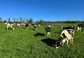 <em class="placeholder">pâturage de vaches laitières en fin d&#039;hiver</em>