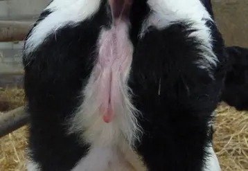 <em class="placeholder">Atrésie du colon veau laitier</em>