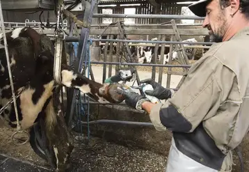 <em class="placeholder">application d&#039;un produit topique directement sur la lésion podale d&#039;une vache</em>