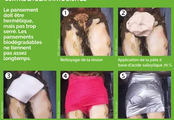 <em class="placeholder">la réalisation du pansement à l&#039;acide salicylique pour les pieds de bovins en 5 étapes </em>