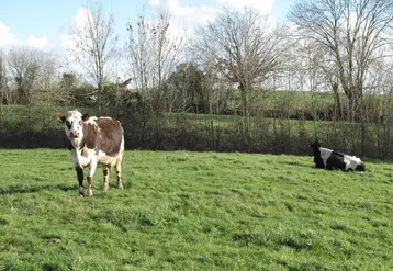 <em class="placeholder">Prairie avec une vache Normande et une vache de race Prim&#039;Holstein en Mayenne. </em>