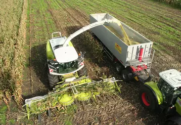 Ensileuse munie d' un bec à maïs rotatif. Récolte du maïs ensilage.