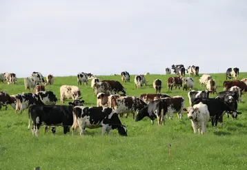 <em class="placeholder">pâturage d&#039;un grand troupeau de vaches laitières</em>