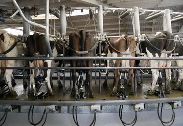 <em class="placeholder">vaches dans une salle de traite rotative en Nouvelle-Zélande</em>