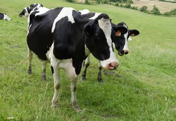 Vache laitière prim'holstein