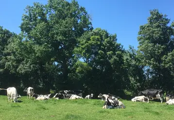 <em class="placeholder">vaches au pâturage à l&#039;abri d&#039;une haie dans l&#039;Ain.</em>