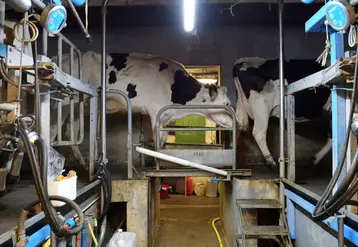 <em class="placeholder">vaches laitières en salle de traite</em>