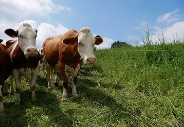 <em class="placeholder">Dans le département du Rhône, les vaches laitières montbéliardes pâturent un mélange variétal au fil avant.</em>
