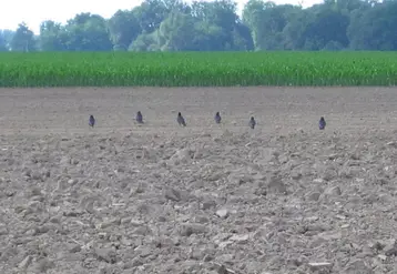 <em class="placeholder">corvidés dans un champ </em>