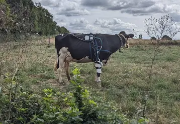 <em class="placeholder">vache équipée pour mesure de courant électrique continu</em>