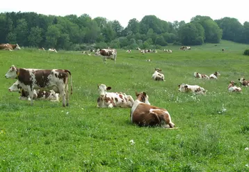 <em class="placeholder">vaches laitières au pâturage</em>