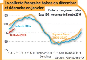 graphique sur l'évolution de la collecte de lait de vache française en 2024 et 2025