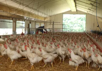 le candidat vaccin universel de l'inrae est breveté pour les poulets