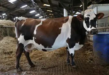 <em class="placeholder">vache issue de croisement trois voies de 13 ans Finistère</em>