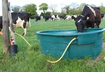 <em class="placeholder">vache laitière boit de l&#039;eau dans un abreuvoir dans une prairie</em>