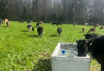 <em class="placeholder">Abreuvoir dans une prairie avec une vache qui boit</em>