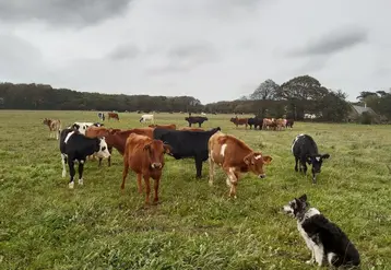 <em class="placeholder">Au premier plan, les génisses de 7-8 mois, au second les génisses de 19-20 mois et au fond les vaches traites. </em>