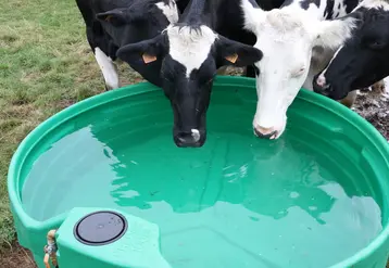 <em class="placeholder">Deux vaches laitières boivent de l&#039;eau dans un bac plastique au pâturage.</em>