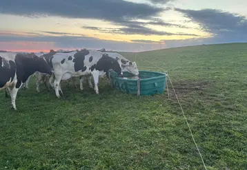 <em class="placeholder">vaches laitières buvant dans un bac en plastique dans une prairie</em>