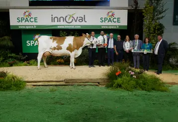 Orientale, du Gaec des Champs Fleuris (49), grande championne du concours Montbéliard au Space 2024.