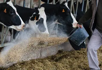 <em class="placeholder">Distribution de concentrés à des vaches laitières</em>